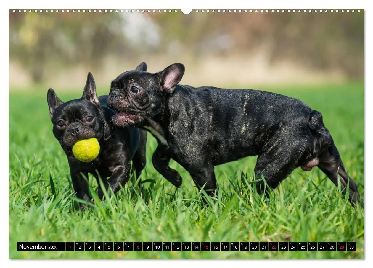 Bild: 9783516033526 | Französische Bulldogge - Clown auf 4 Pfoten (Wandkalender 2026 DIN...