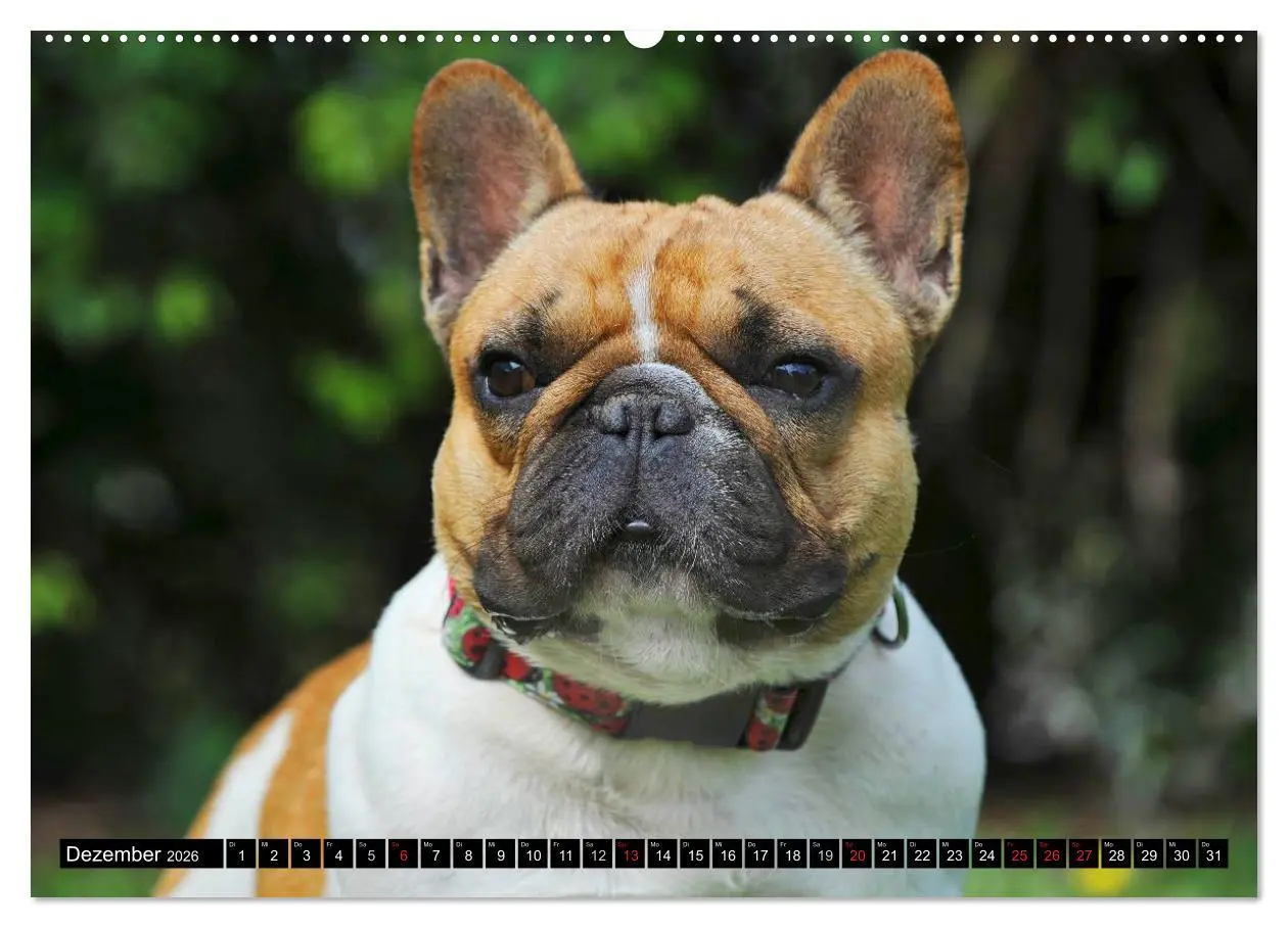 Bild: 9783516033526 | Französische Bulldogge - Clown auf 4 Pfoten (Wandkalender 2026 DIN...