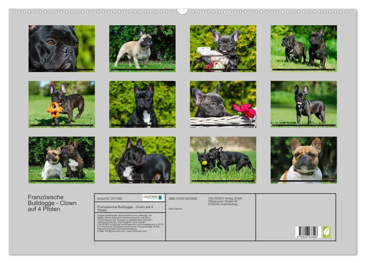 Bild: 9783516033526 | Französische Bulldogge - Clown auf 4 Pfoten (Wandkalender 2026 DIN...