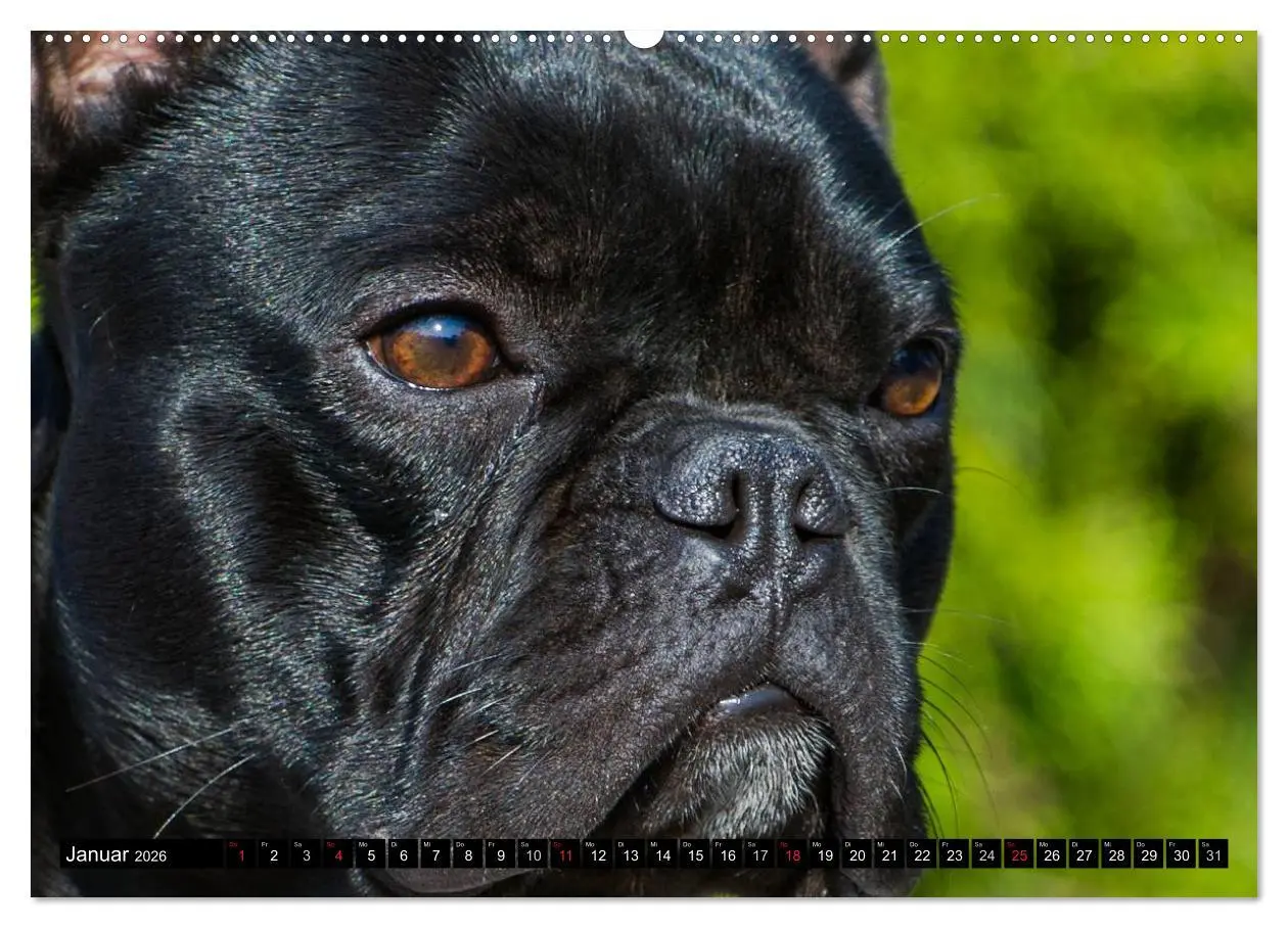 Bild: 9783516033526 | Französische Bulldogge - Clown auf 4 Pfoten (Wandkalender 2026 DIN...