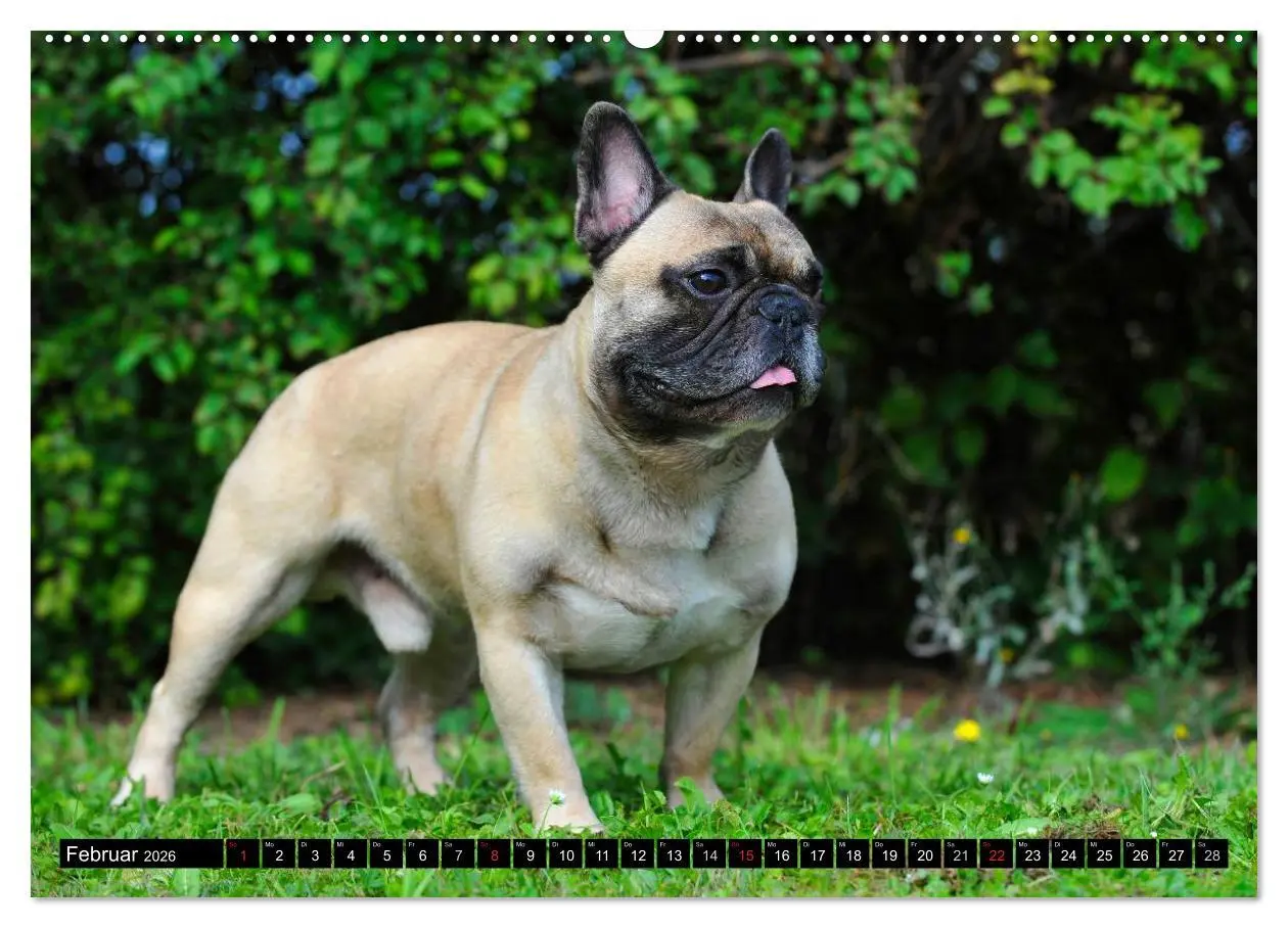 Bild: 9783516033526 | Französische Bulldogge - Clown auf 4 Pfoten (Wandkalender 2026 DIN...