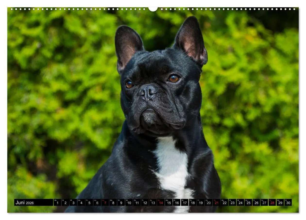 Bild: 9783516033526 | Französische Bulldogge - Clown auf 4 Pfoten (Wandkalender 2026 DIN...