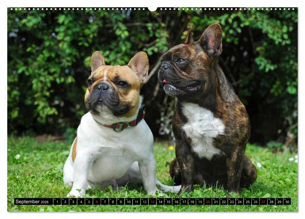 Bild: 9783516033526 | Französische Bulldogge - Clown auf 4 Pfoten (Wandkalender 2026 DIN...