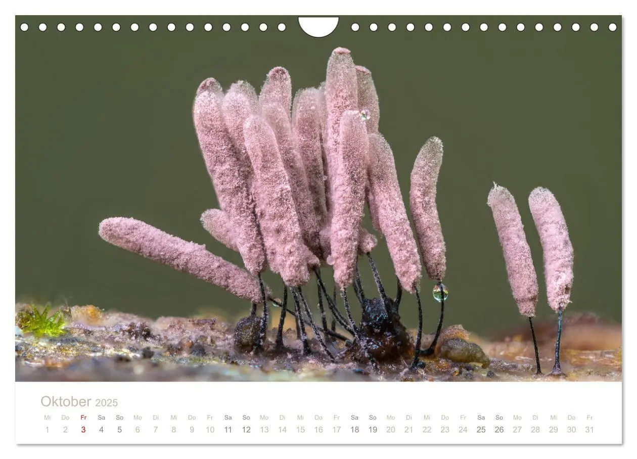 Bild: 9783435393626 | FASZINATION PILZE 2025 (Wandkalender 2025 DIN A4 quer), CALVENDO...