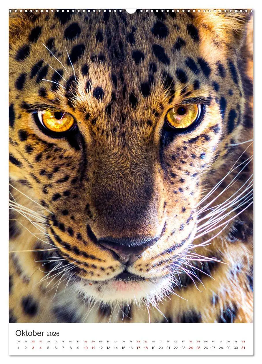 Bild: 9783516333626 | Leoparden - Die Beute im Visier. (hochwertiger Premium Wandkalender...