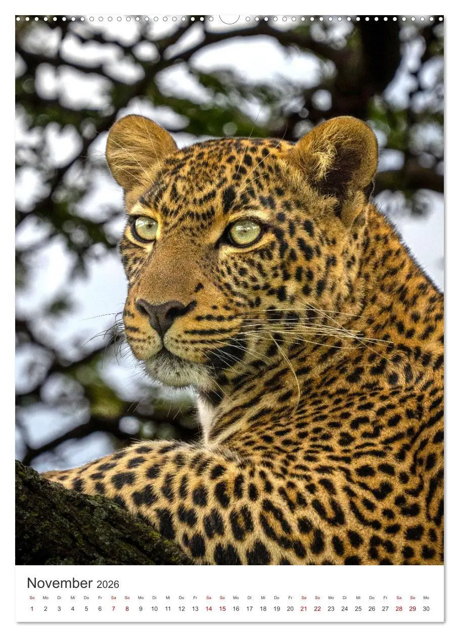 Bild: 9783516333626 | Leoparden - Die Beute im Visier. (hochwertiger Premium Wandkalender...