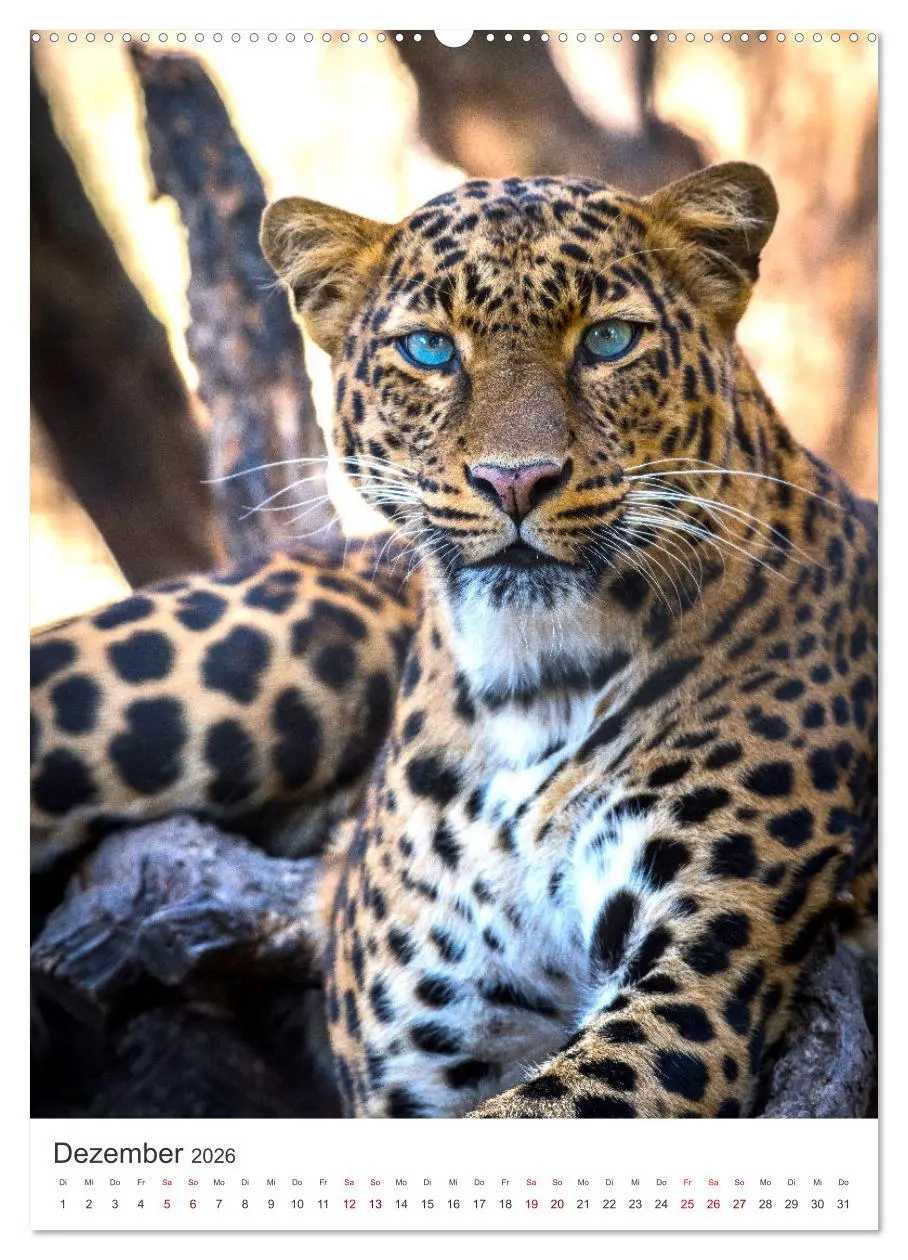 Bild: 9783516333626 | Leoparden - Die Beute im Visier. (hochwertiger Premium Wandkalender...