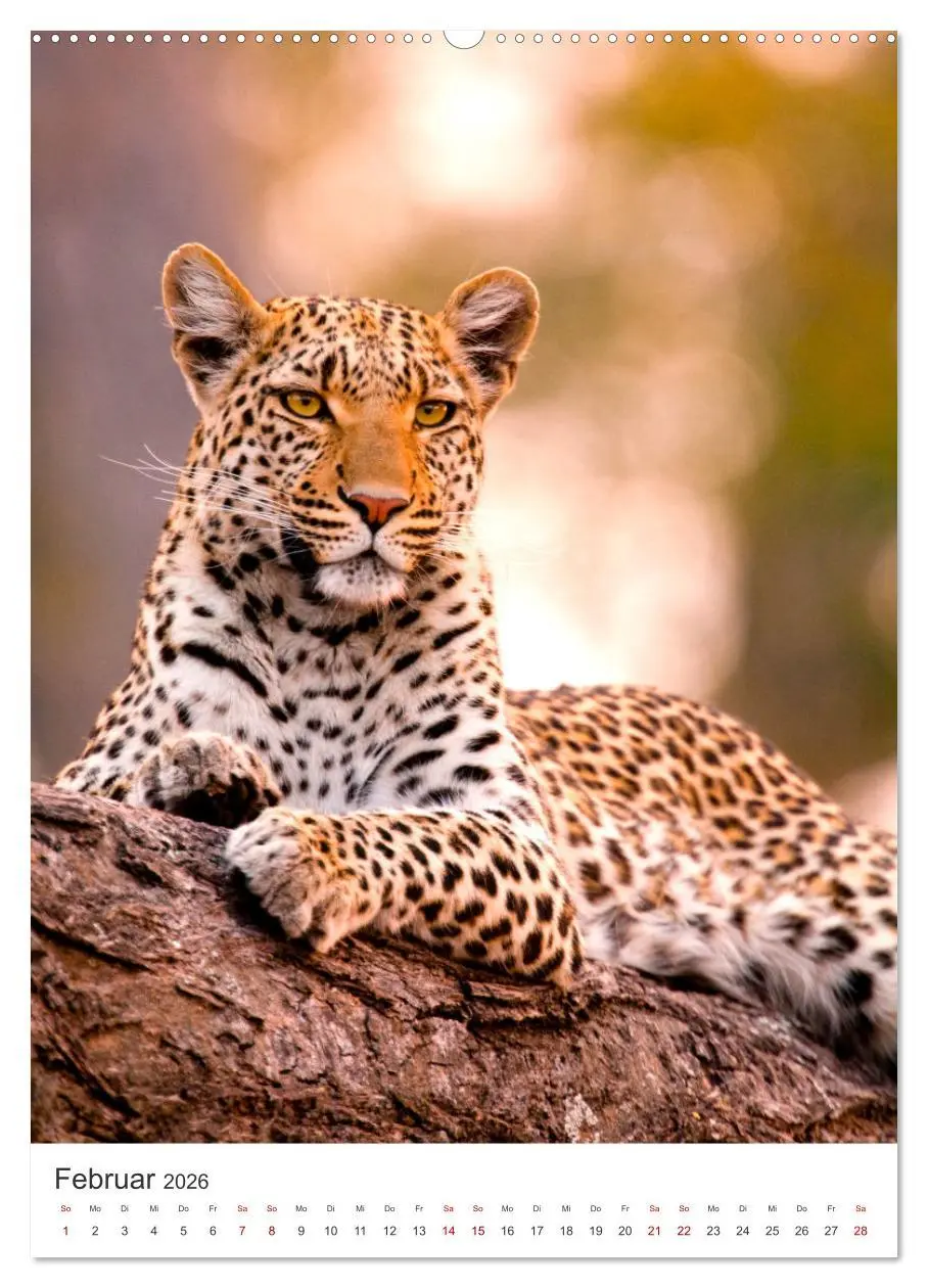 Bild: 9783516333626 | Leoparden - Die Beute im Visier. (hochwertiger Premium Wandkalender...