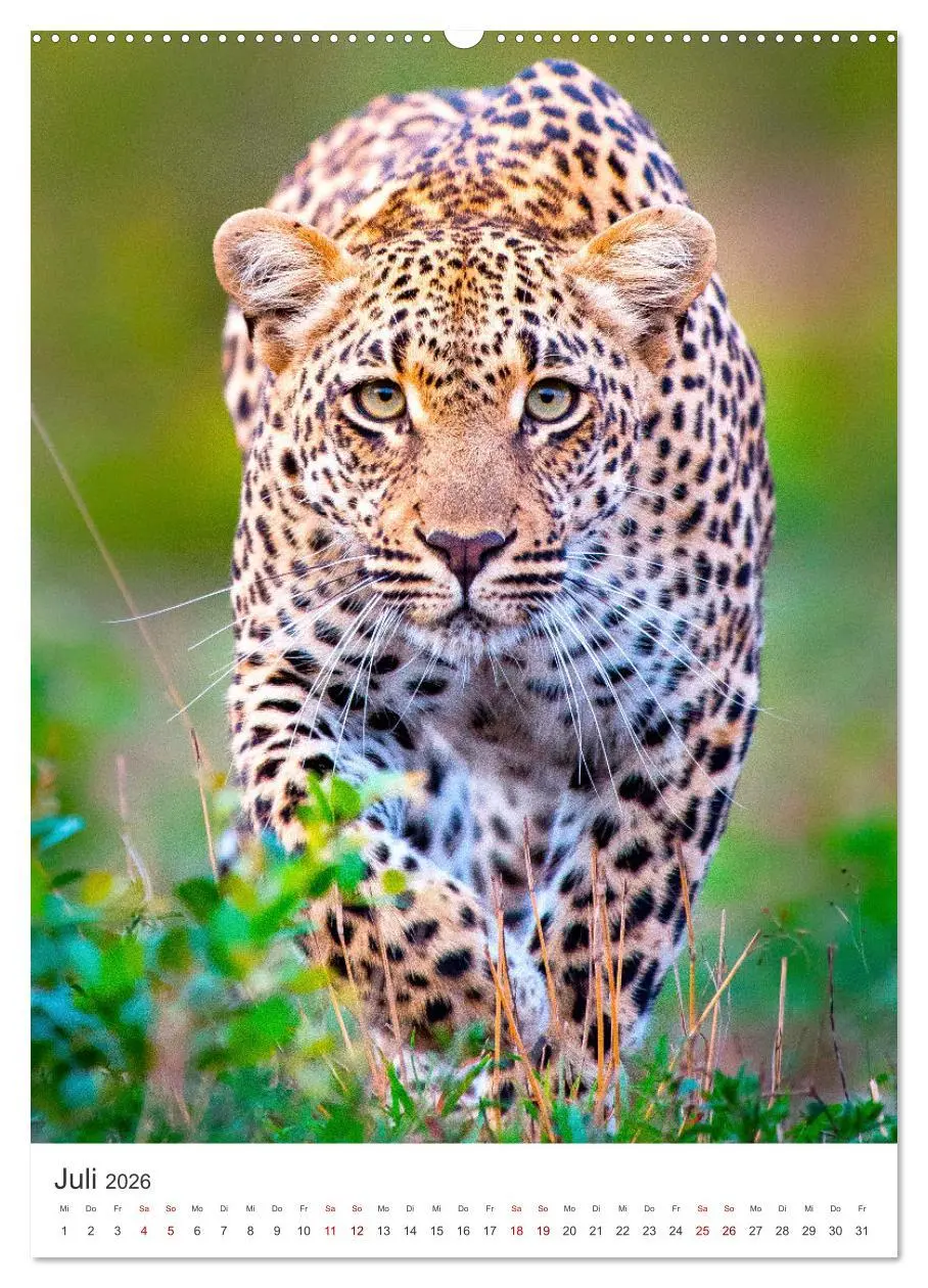 Bild: 9783516333626 | Leoparden - Die Beute im Visier. (hochwertiger Premium Wandkalender...
