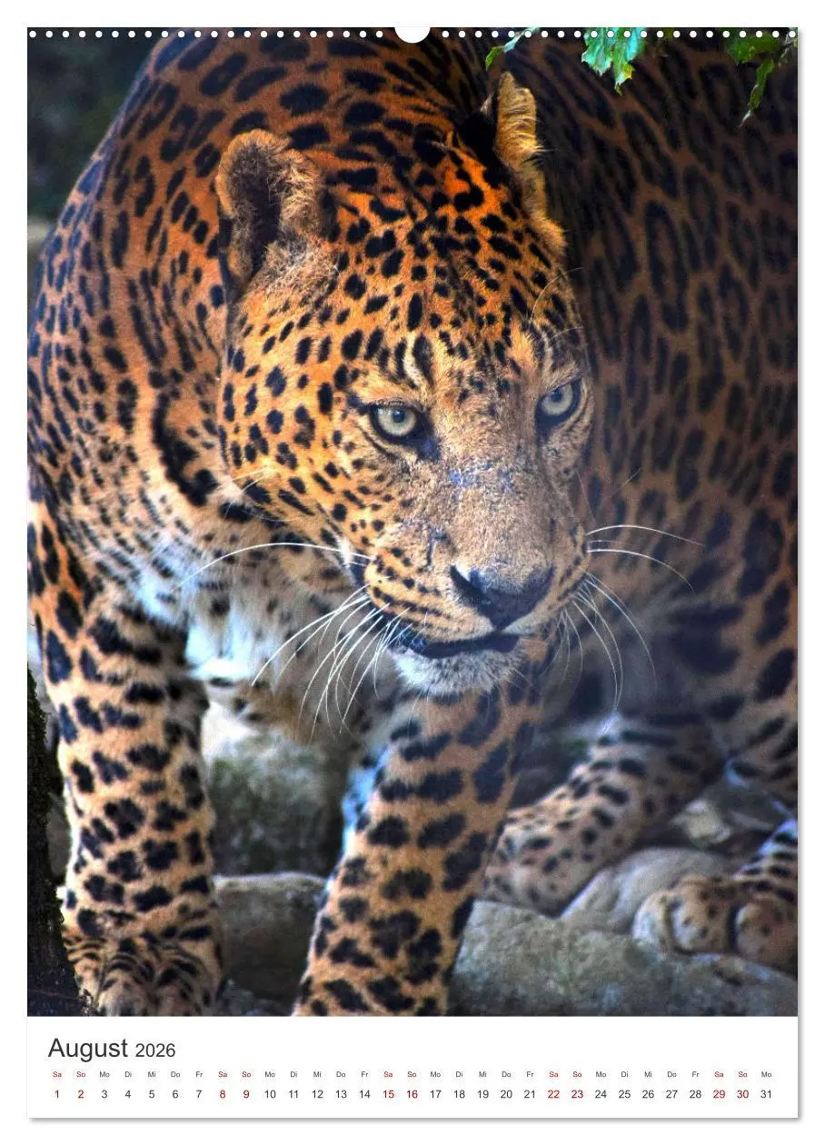 Bild: 9783516333626 | Leoparden - Die Beute im Visier. (hochwertiger Premium Wandkalender...