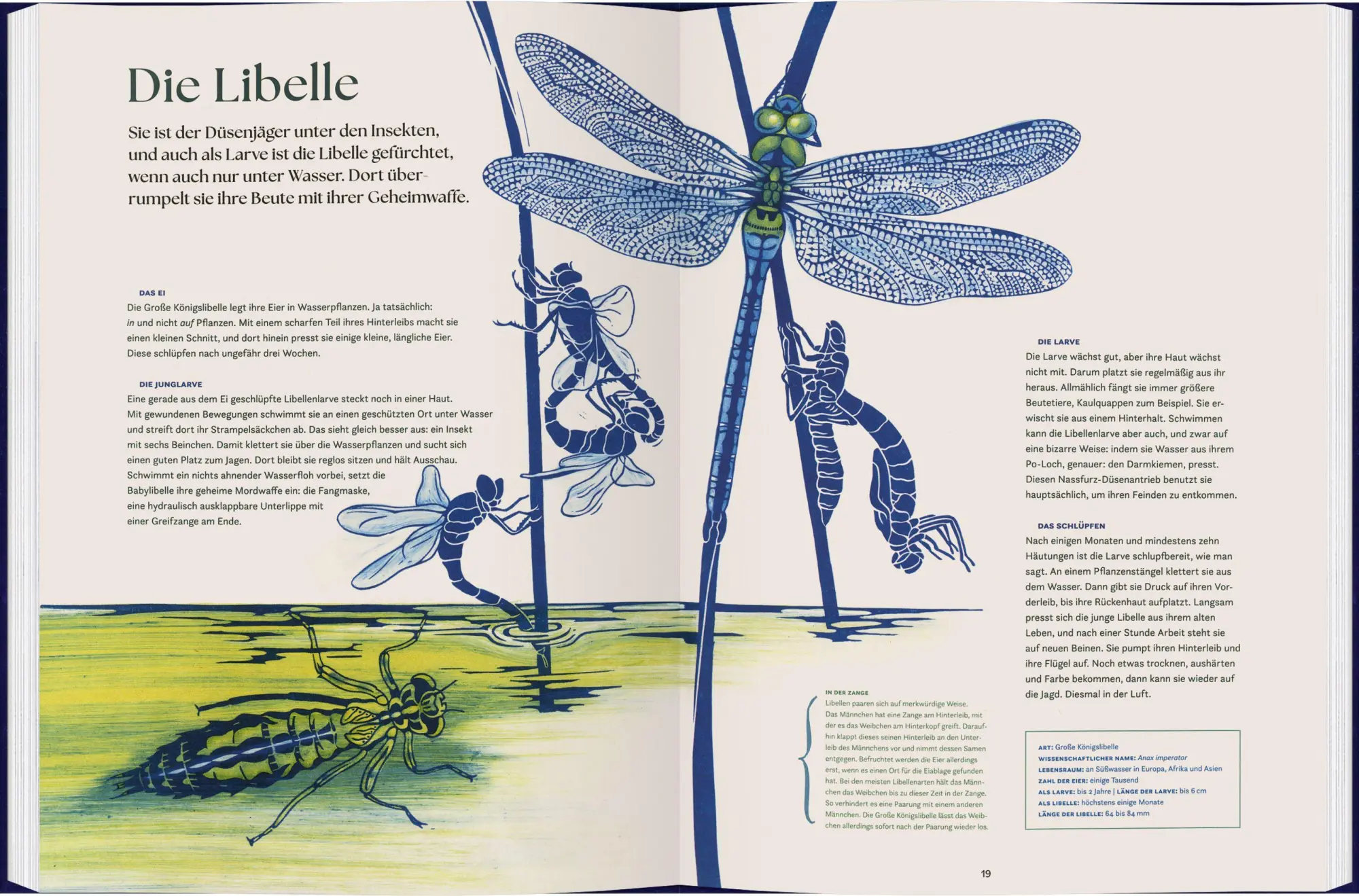 Bild: 9783836963626 | verwandelt | Metamorphosen im Tierreich | Geert-Jan Roebers | Buch