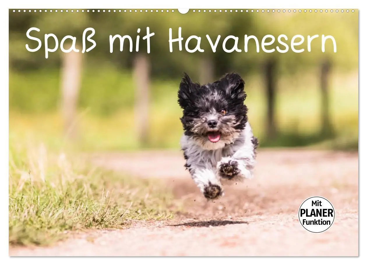 Cover: 9783516013726 | Spaß mit Havanesern (Wandkalender 2026 DIN A2 quer), CALVENDO...