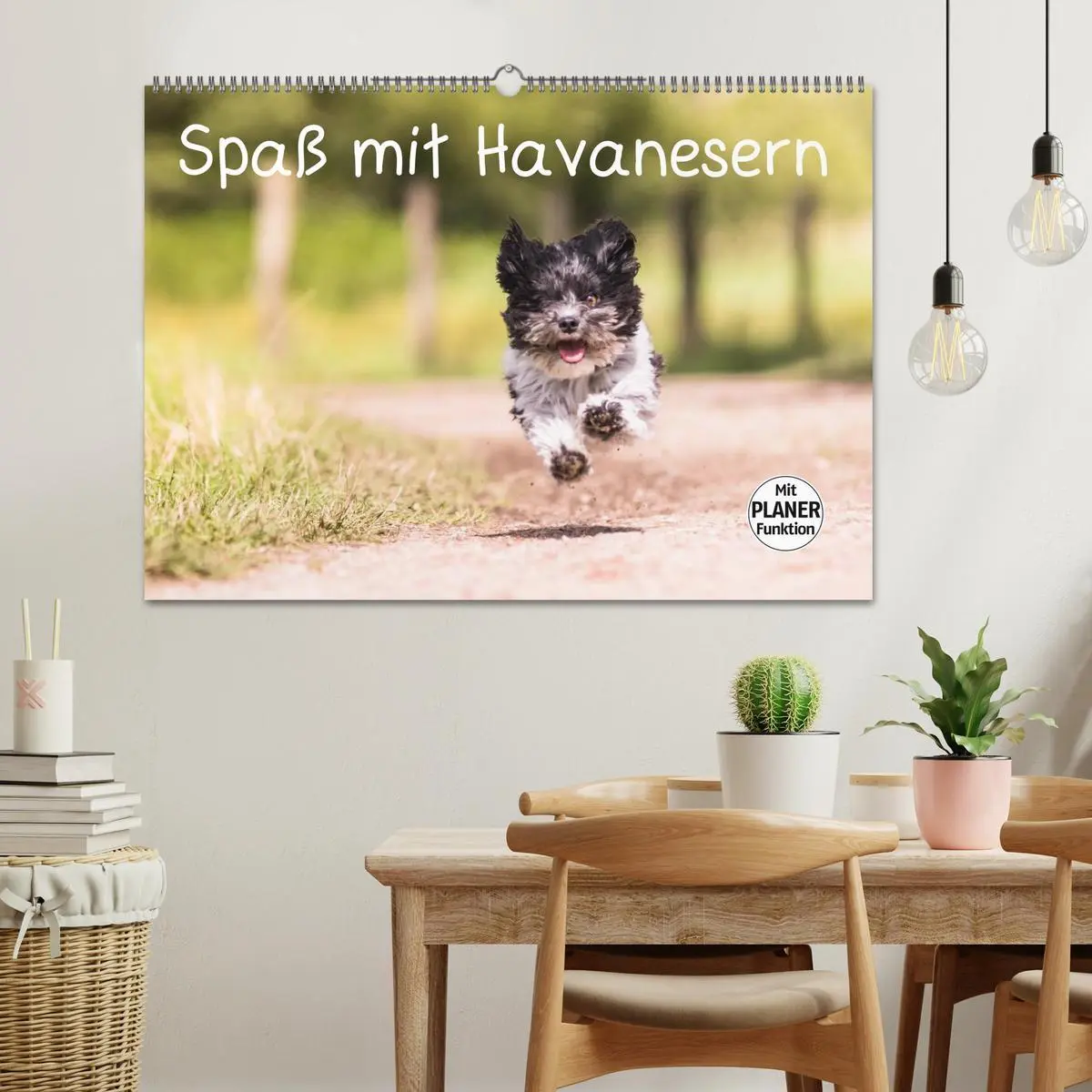Bild: 9783516013726 | Spaß mit Havanesern (Wandkalender 2026 DIN A2 quer), CALVENDO...
