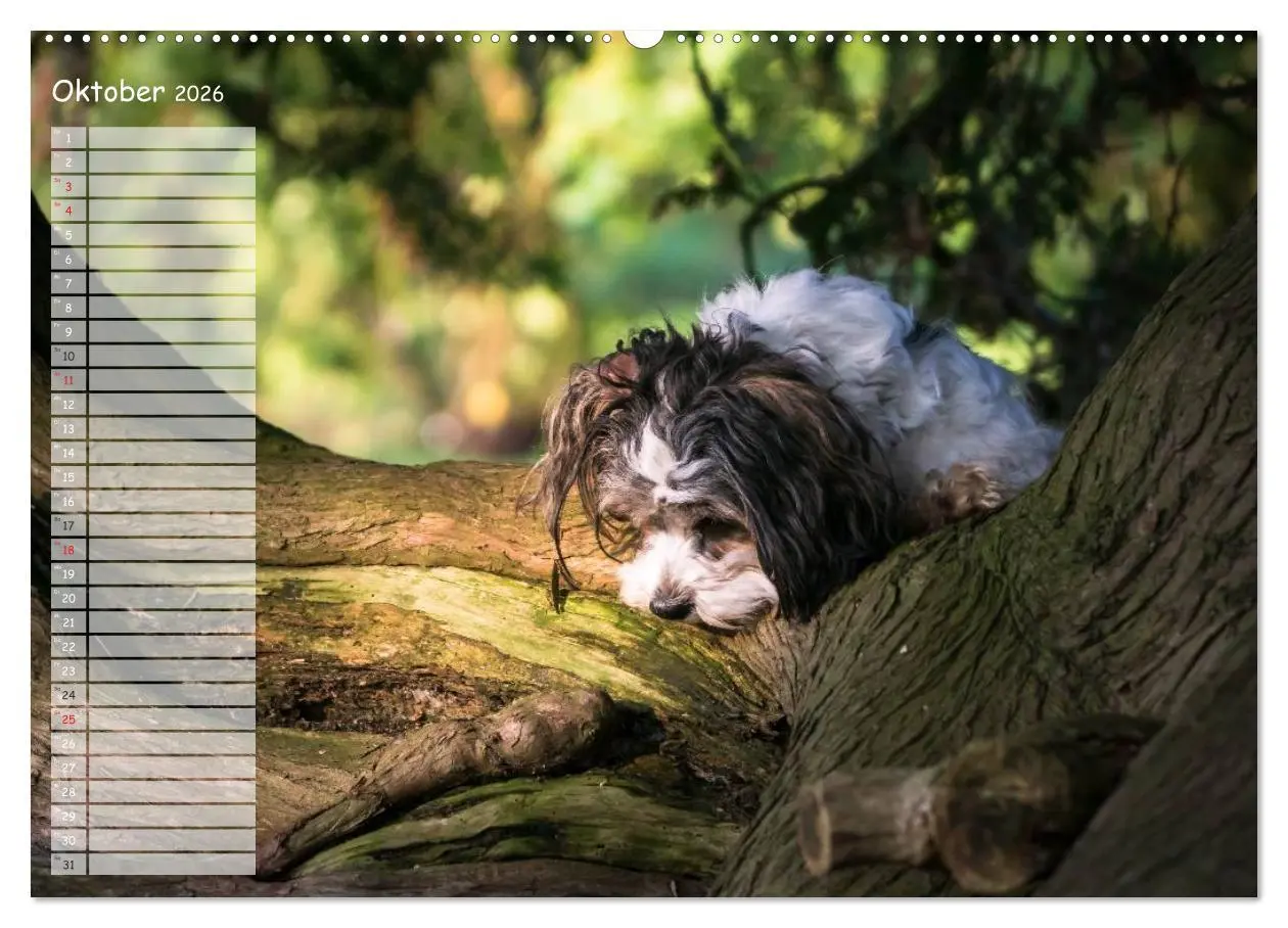 Bild: 9783516013726 | Spaß mit Havanesern (Wandkalender 2026 DIN A2 quer), CALVENDO...