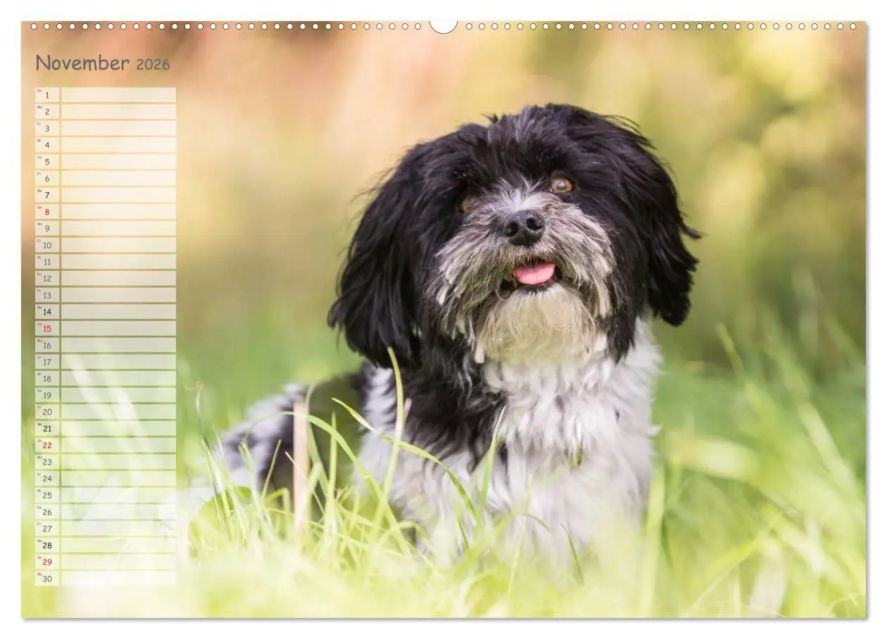 Bild: 9783516013726 | Spaß mit Havanesern (Wandkalender 2026 DIN A2 quer), CALVENDO...