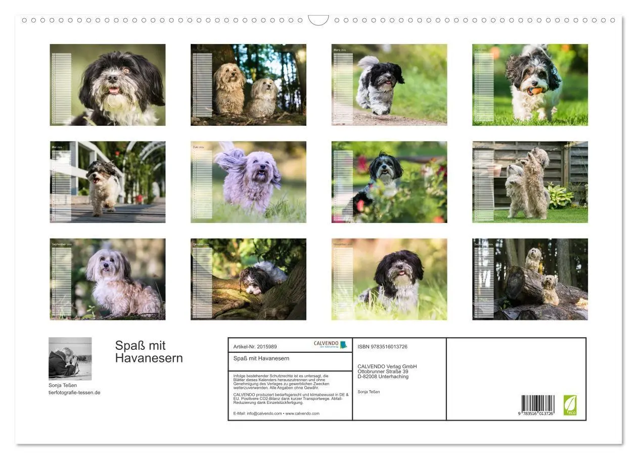 Bild: 9783516013726 | Spaß mit Havanesern (Wandkalender 2026 DIN A2 quer), CALVENDO...