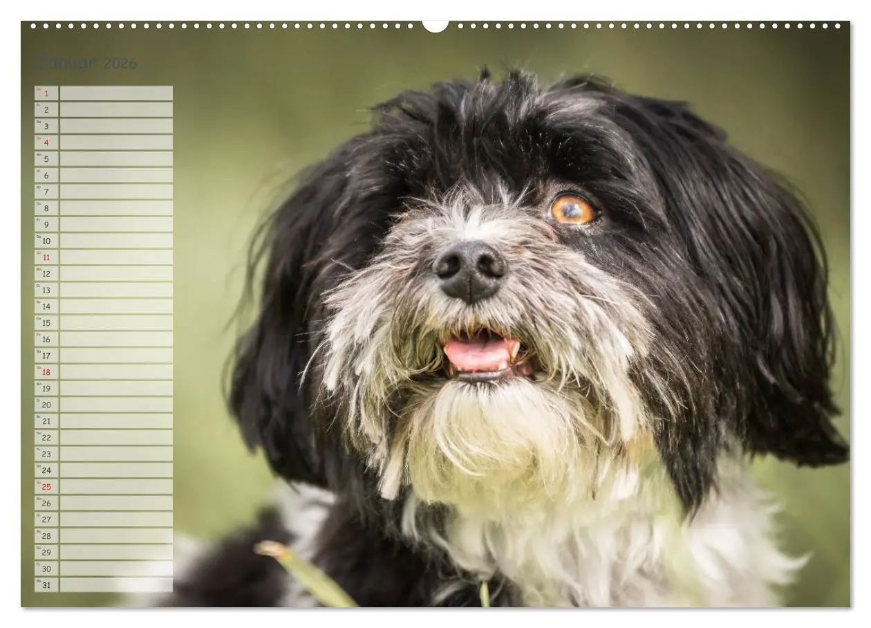 Bild: 9783516013726 | Spaß mit Havanesern (Wandkalender 2026 DIN A2 quer), CALVENDO...