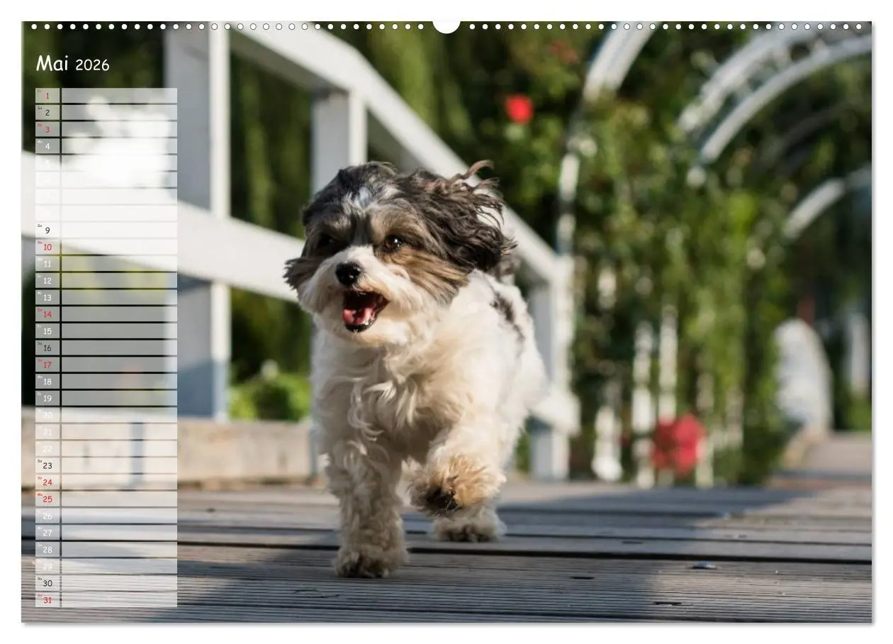 Bild: 9783516013726 | Spaß mit Havanesern (Wandkalender 2026 DIN A2 quer), CALVENDO...
