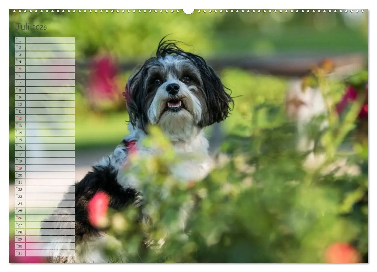 Bild: 9783516013726 | Spaß mit Havanesern (Wandkalender 2026 DIN A2 quer), CALVENDO...