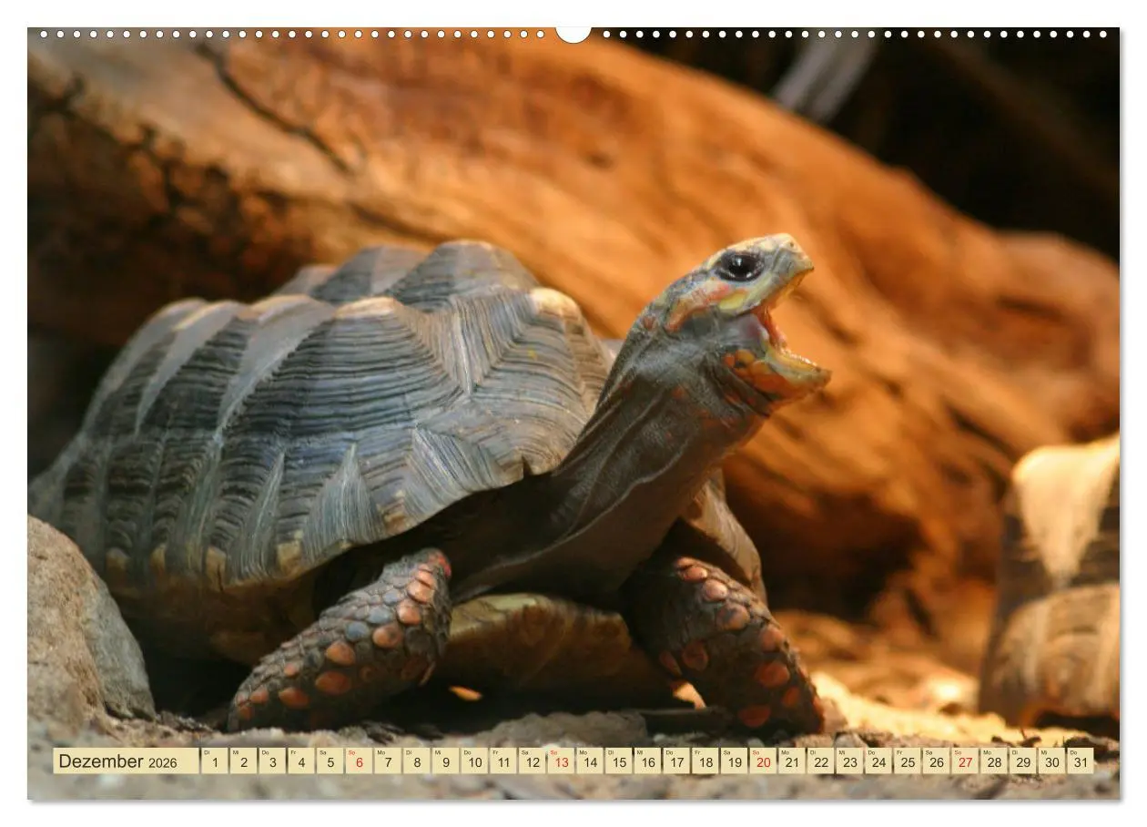 Bild: 9783516183726 | Schildkröten - Gepanzerte Urzeitwesen (Wandkalender 2026 DIN A2...