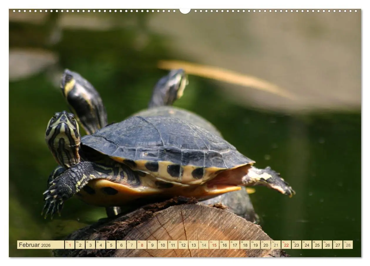 Bild: 9783516183726 | Schildkröten - Gepanzerte Urzeitwesen (Wandkalender 2026 DIN A2...