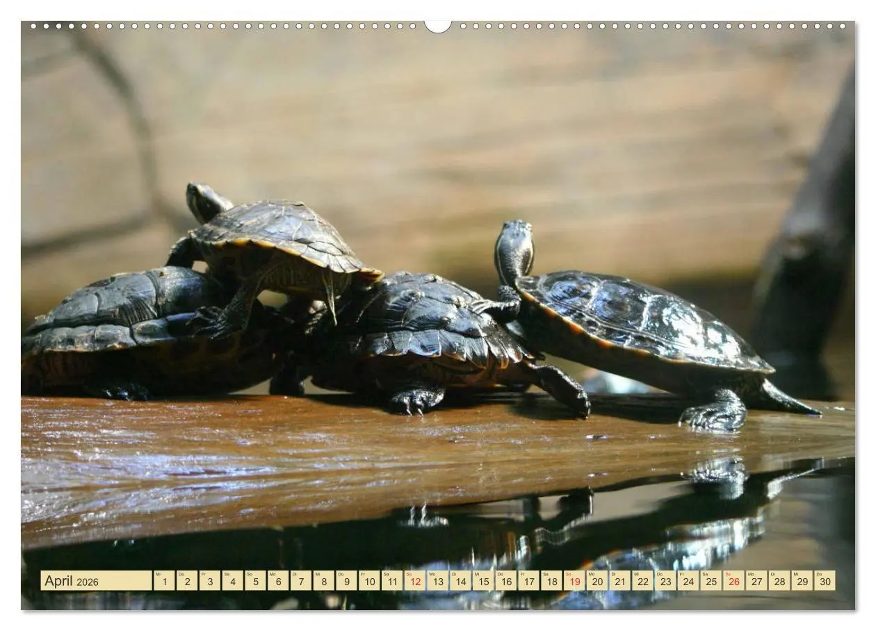 Bild: 9783516183726 | Schildkröten - Gepanzerte Urzeitwesen (Wandkalender 2026 DIN A2...