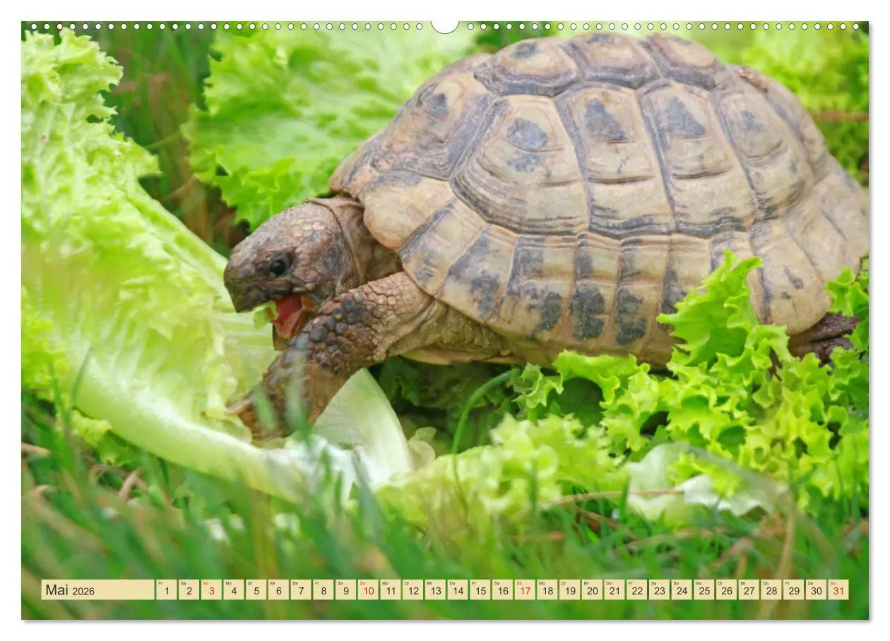 Bild: 9783516183726 | Schildkröten - Gepanzerte Urzeitwesen (Wandkalender 2026 DIN A2...