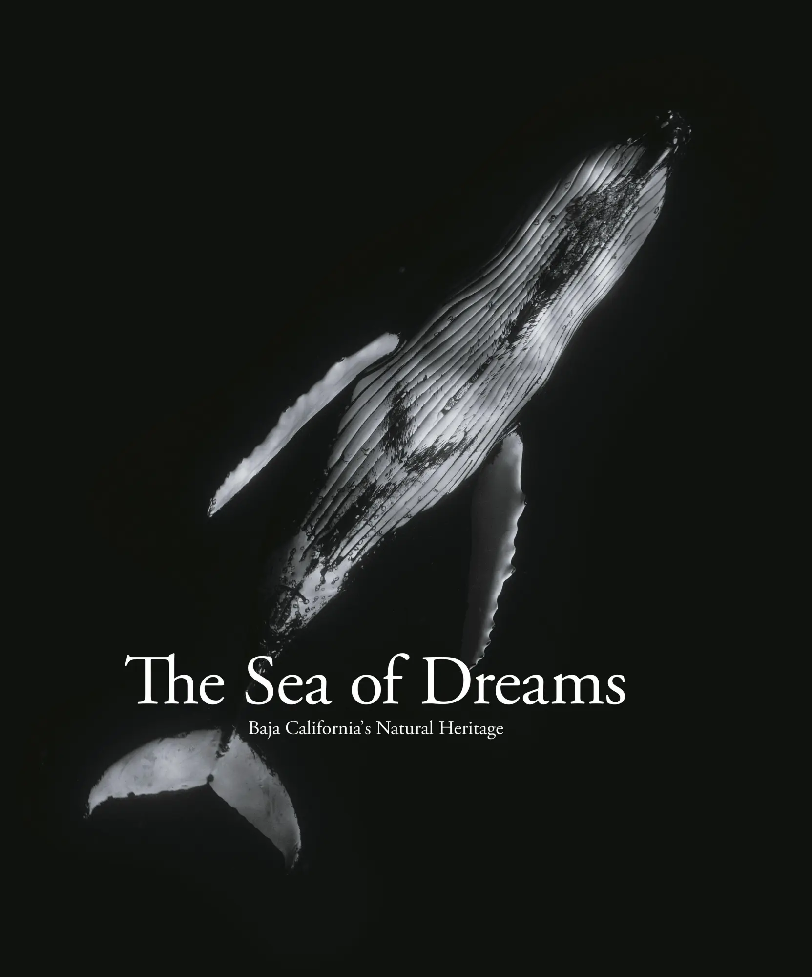 Cover: 9788831403726 | The Sea of Dreams | Baja Caralifornias`s Natural Heritage | Swann