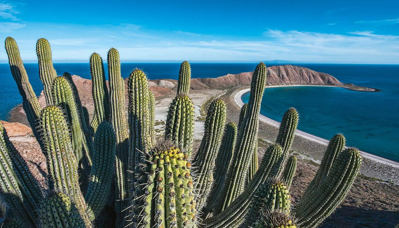 Bild: 9788831403726 | The Sea of Dreams | Baja Caralifornias`s Natural Heritage | Swann
