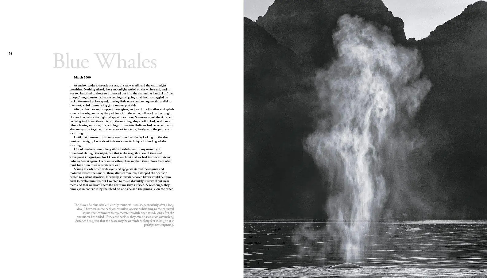 Bild: 9788831403726 | The Sea of Dreams | Baja Caralifornias`s Natural Heritage | Swann