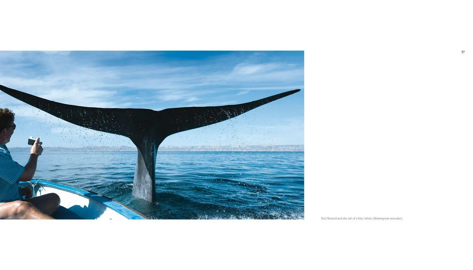 Bild: 9788831403726 | The Sea of Dreams | Baja Caralifornias`s Natural Heritage | Swann