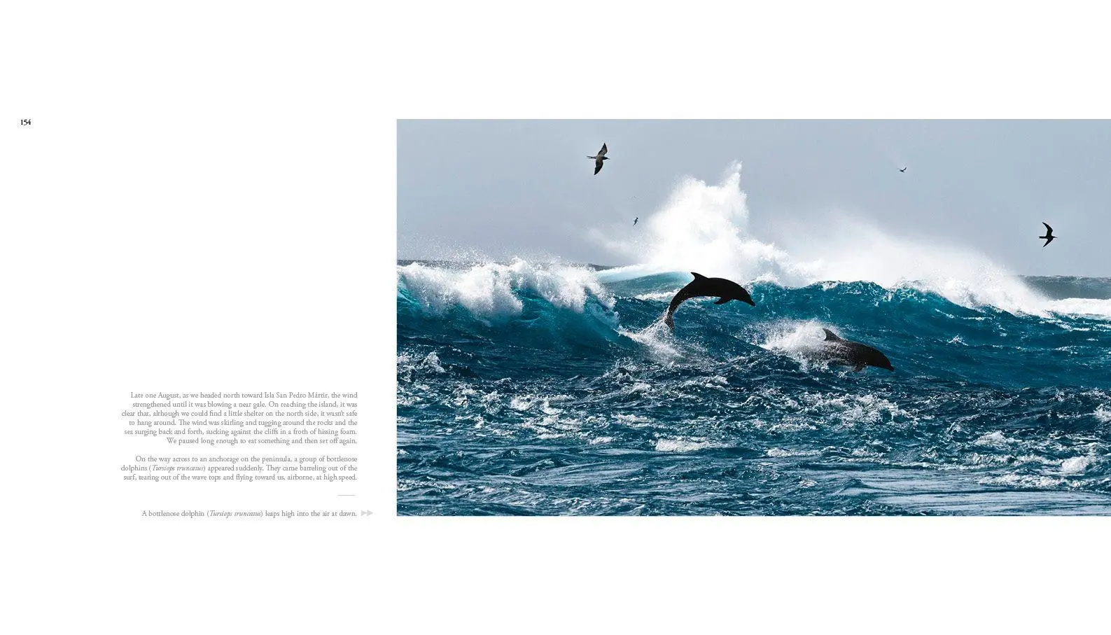 Bild: 9788831403726 | The Sea of Dreams | Baja Caralifornias`s Natural Heritage | Swann