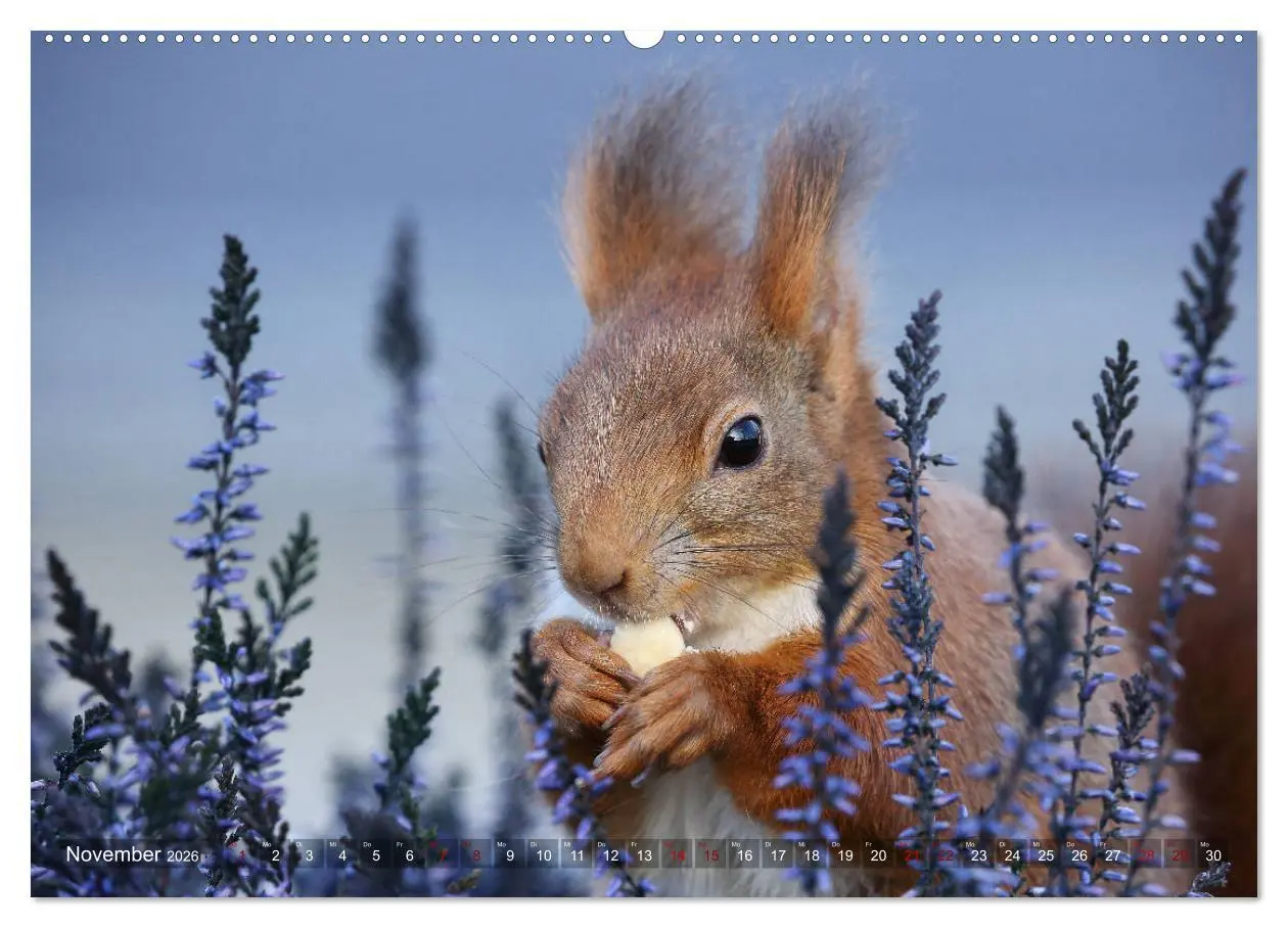 Bild: 9783457843826 | Eichhörnchen Luna und ihre Kinder (Wandkalender 2026 DIN A2 quer),...