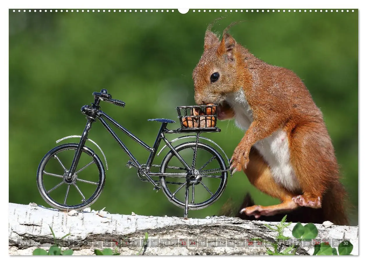 Bild: 9783457843826 | Eichhörnchen Luna und ihre Kinder (Wandkalender 2026 DIN A2 quer),...