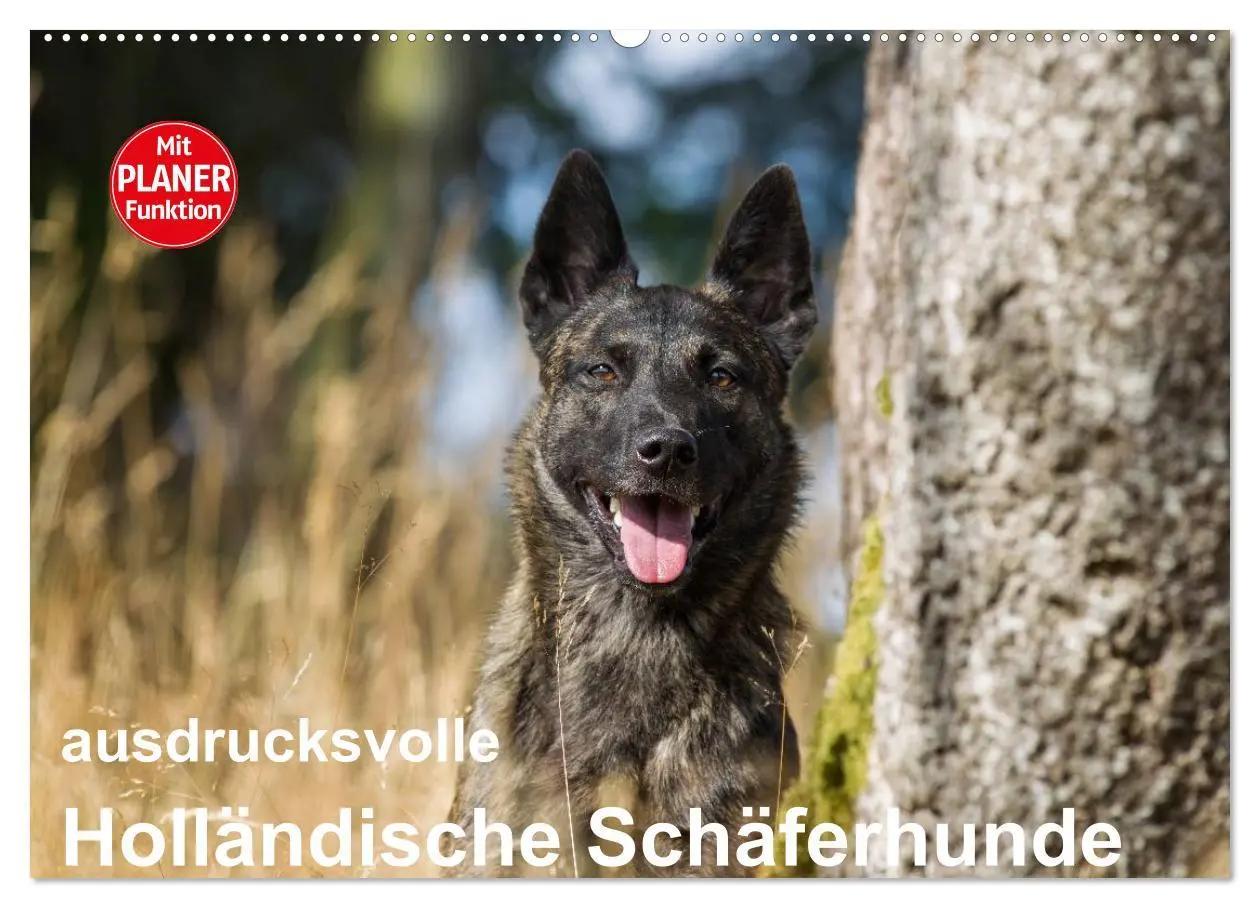 Cover: 9783516003826 | ausdrucksvolle Holländische Schäferhunde (Wandkalender 2026 DIN A2...