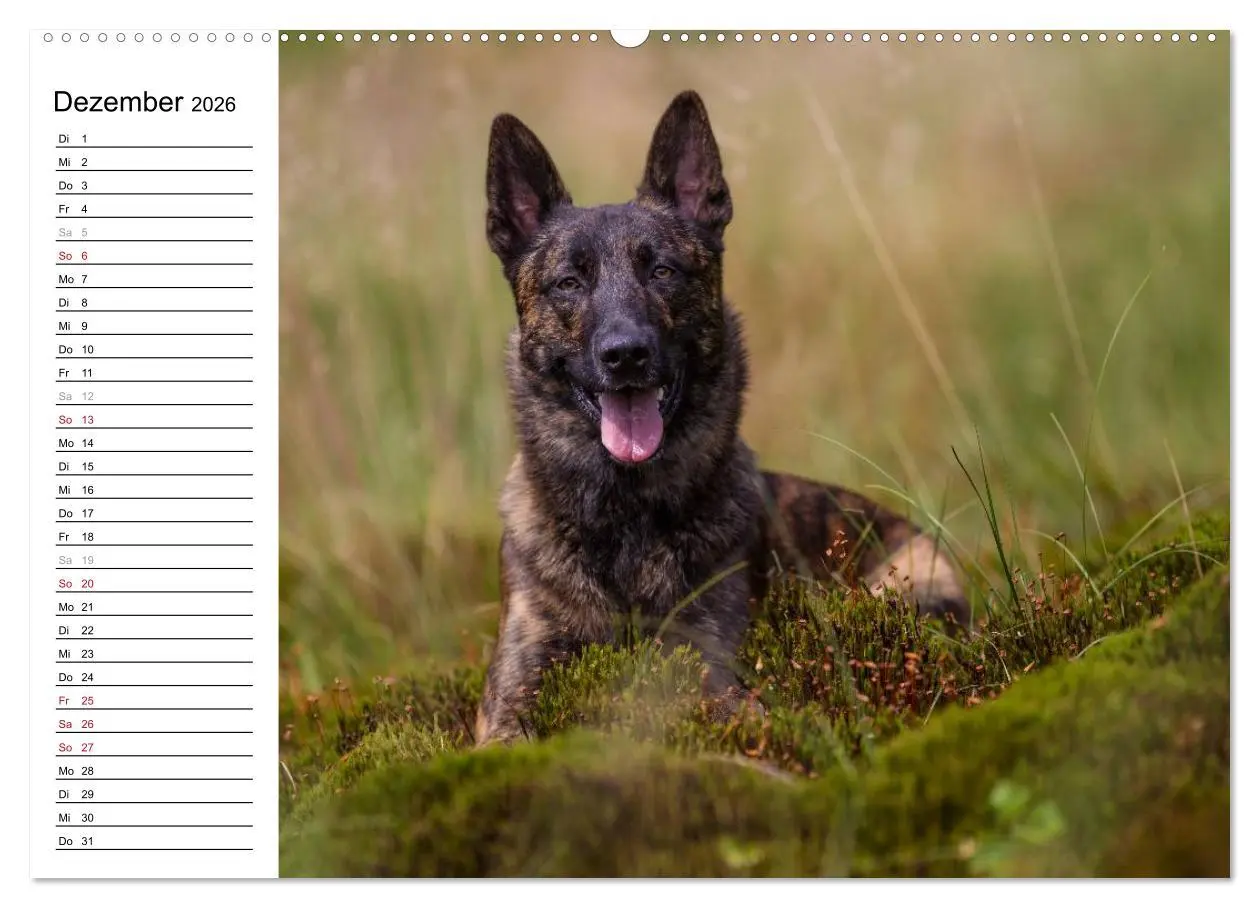 Bild: 9783516003826 | ausdrucksvolle Holländische Schäferhunde (Wandkalender 2026 DIN A2...