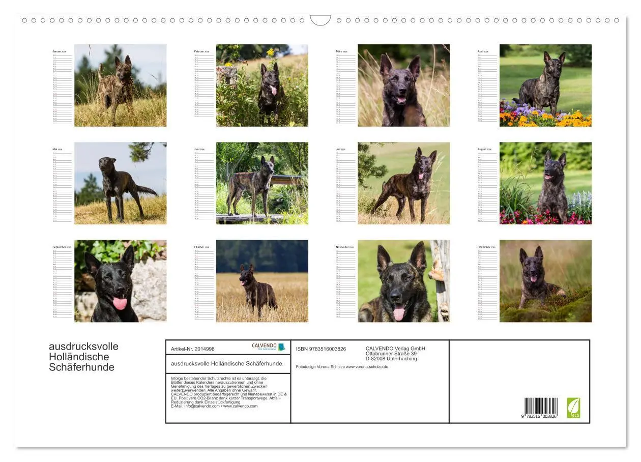 Bild: 9783516003826 | ausdrucksvolle Holländische Schäferhunde (Wandkalender 2026 DIN A2...