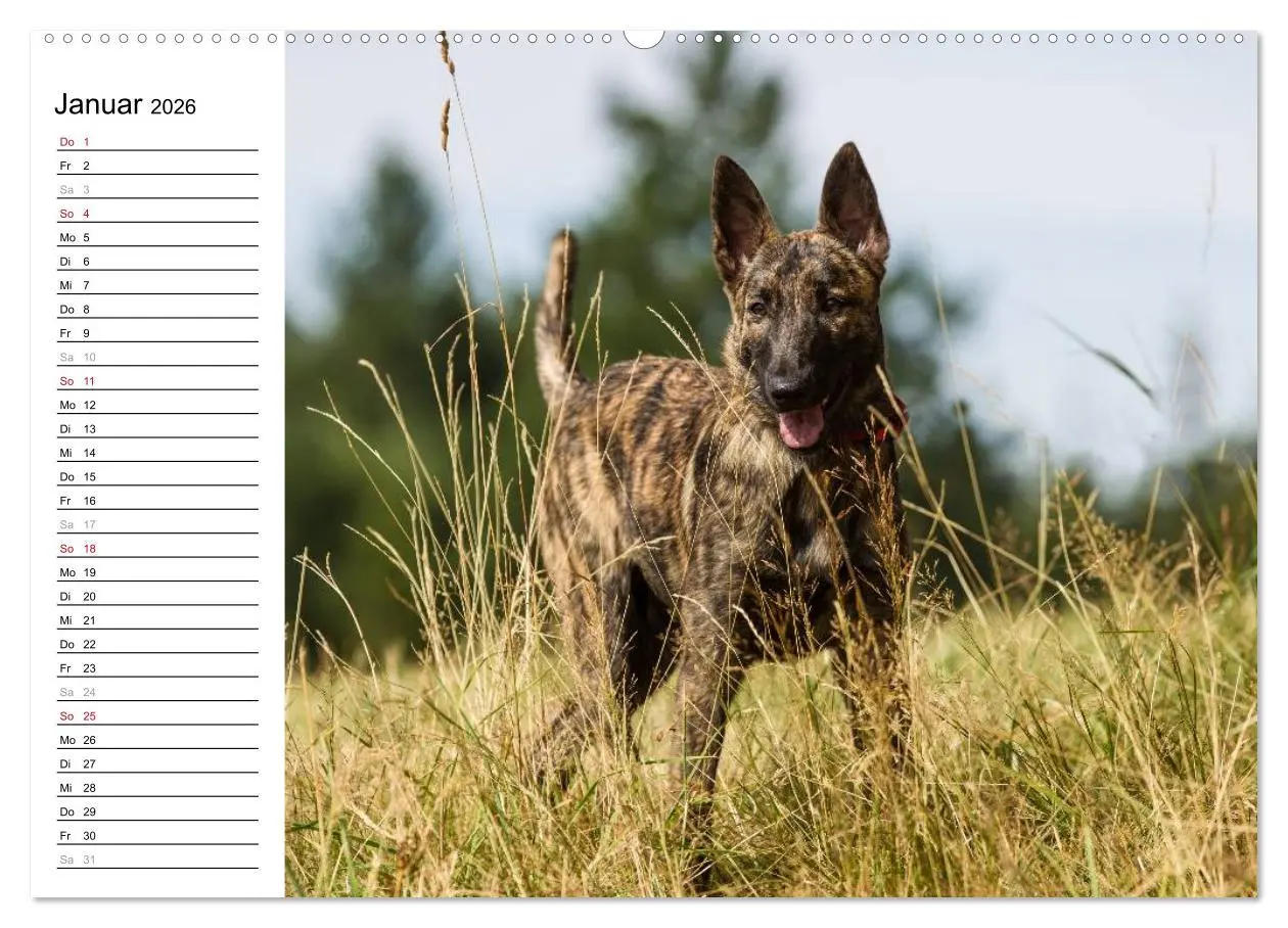 Bild: 9783516003826 | ausdrucksvolle Holländische Schäferhunde (Wandkalender 2026 DIN A2...