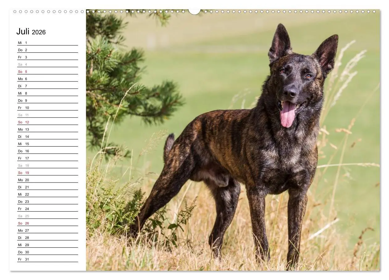 Bild: 9783516003826 | ausdrucksvolle Holländische Schäferhunde (Wandkalender 2026 DIN A2...