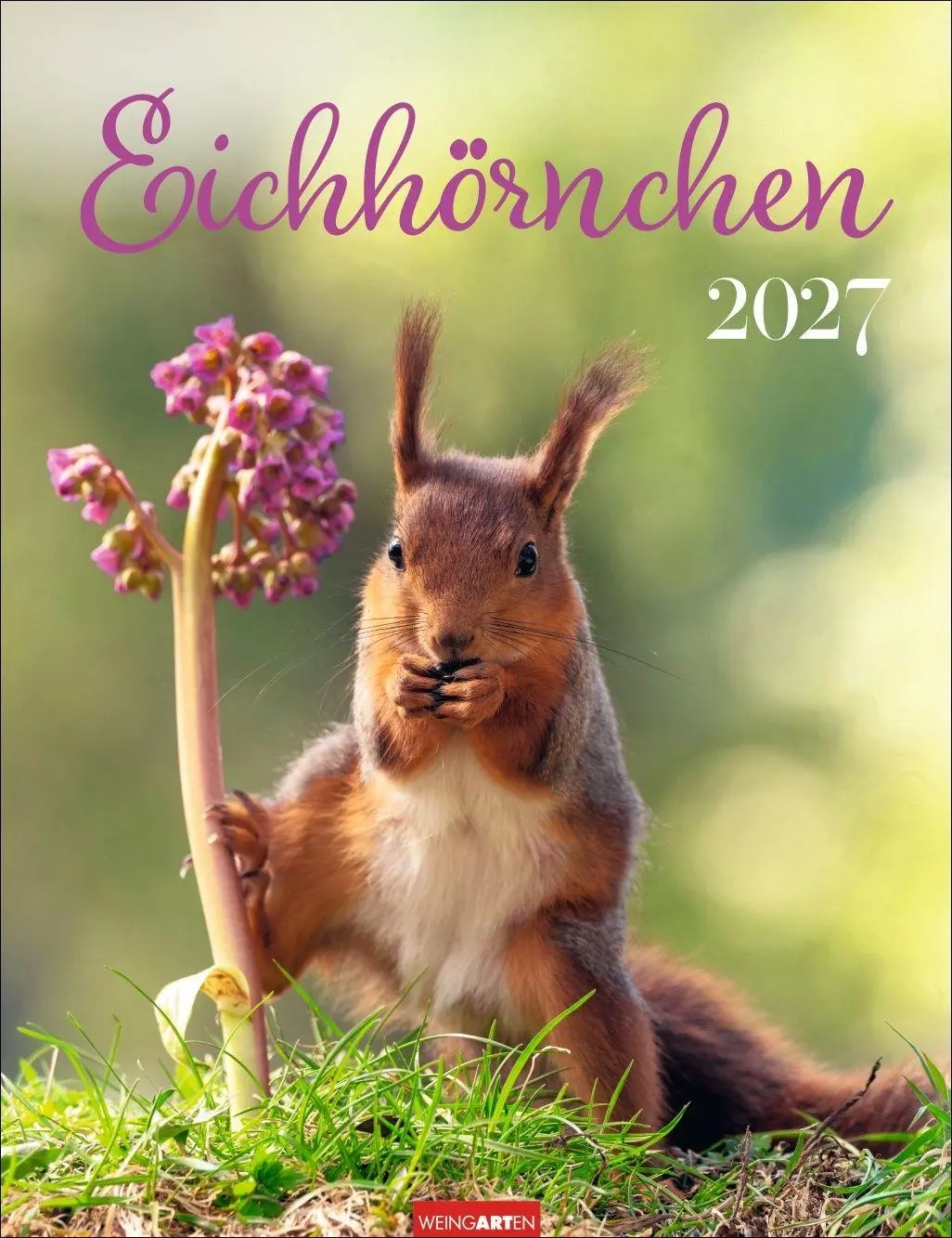 Cover: 9783839903926 | Eichhörnchen Kalender 2027 | Kalender | Tierkalender Weingarten | 2027