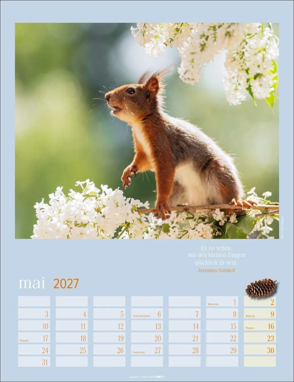 Bild: 9783839903926 | Eichhörnchen Kalender 2027 | Kalender | Tierkalender Weingarten | 2027