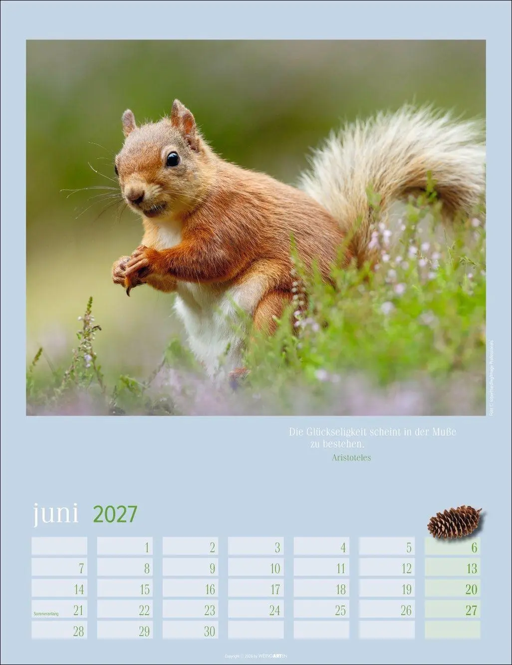 Bild: 9783839903926 | Eichhörnchen Kalender 2027 | Kalender | Tierkalender Weingarten | 2027