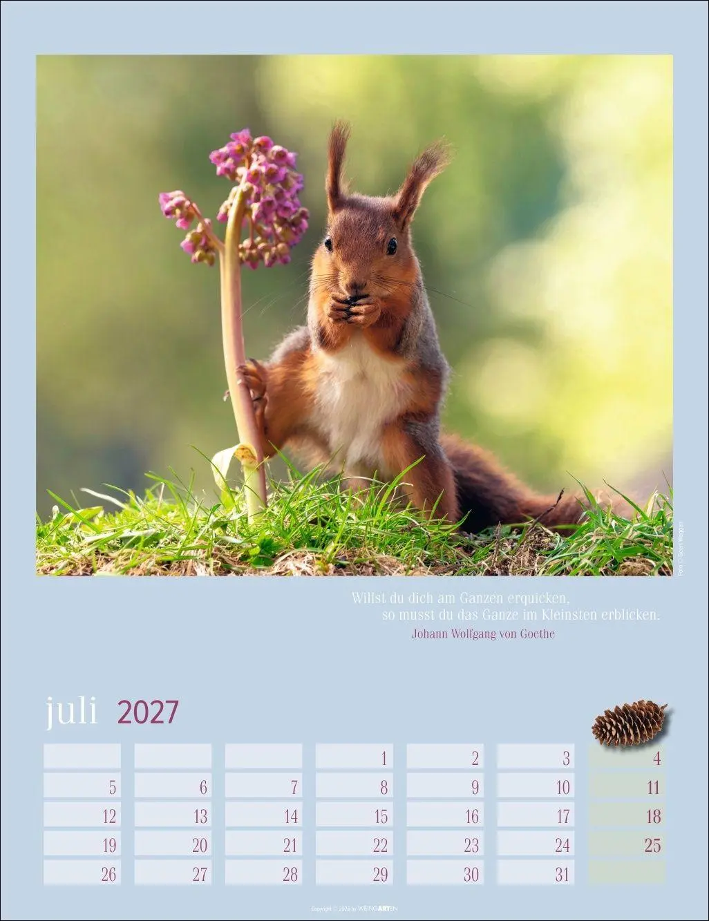 Bild: 9783839903926 | Eichhörnchen Kalender 2027 | Kalender | Tierkalender Weingarten | 2027
