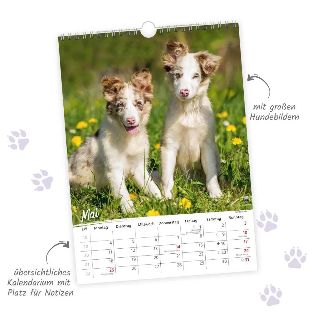Bild: 9783988023926 | Trötsch Classickalender Hunde 2026 | Wandkalender | KG | Kalender
