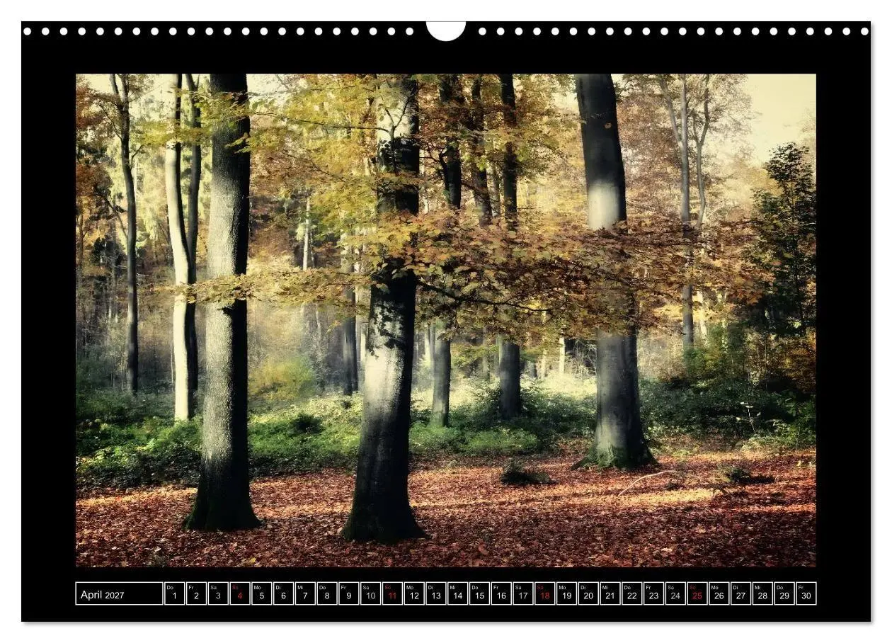 Bild: 9783569904026 | Der Reichswald bei Kleve (Wandkalender 2027 DIN A3 quer), CALVENDO...