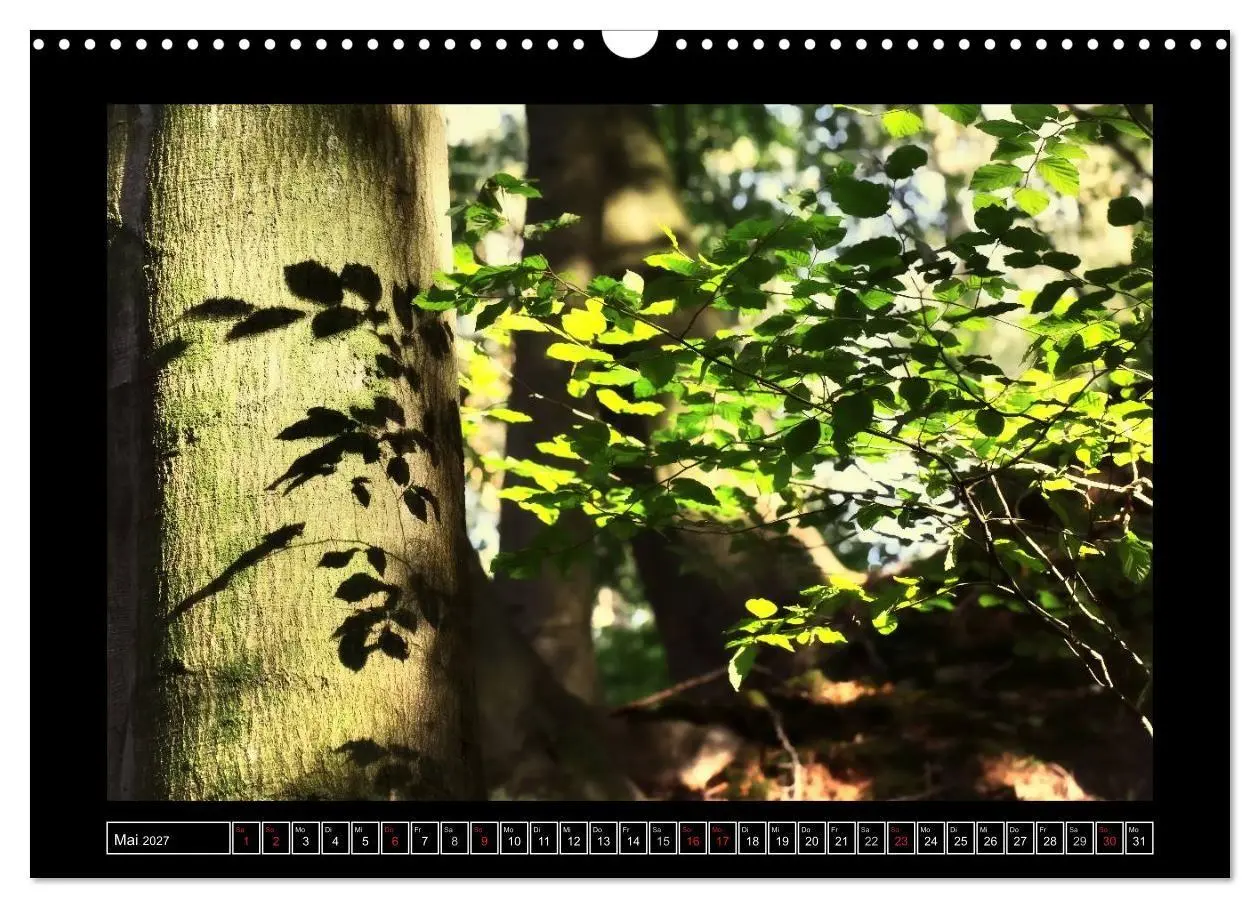 Bild: 9783569904026 | Der Reichswald bei Kleve (Wandkalender 2027 DIN A3 quer), CALVENDO...