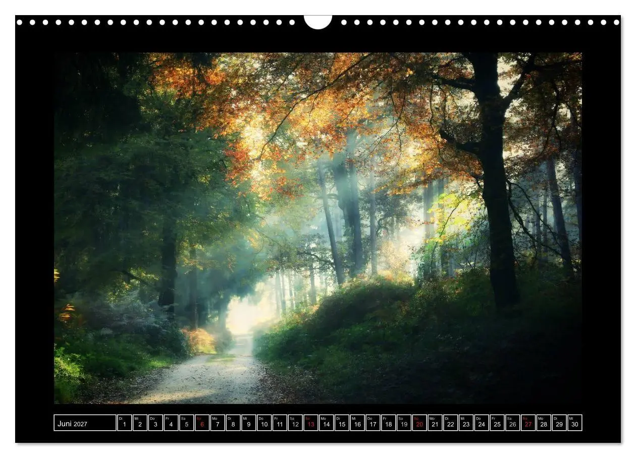 Bild: 9783569904026 | Der Reichswald bei Kleve (Wandkalender 2027 DIN A3 quer), CALVENDO...