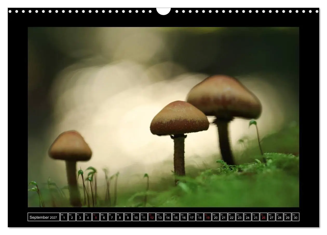 Bild: 9783569904026 | Der Reichswald bei Kleve (Wandkalender 2027 DIN A3 quer), CALVENDO...