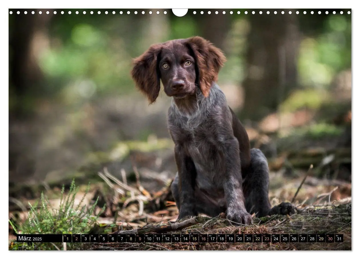 Bild: 9783435174126 | Faszination Jagdhund - Deutsch Langhaar (Wandkalender 2025 DIN A3...
