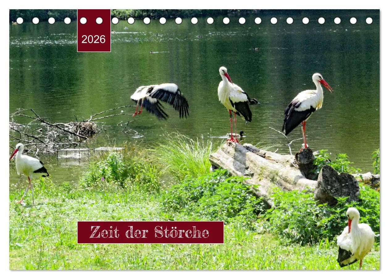 Cover: 9783457564226 | Zeit der Störche (Tischkalender 2026 DIN A5 quer), CALVENDO...